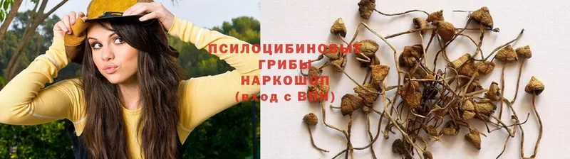 наркотики  mega ONION  это официальный сайт  Тобольск  Псилоцибиновые грибы Psilocybine cubensis 